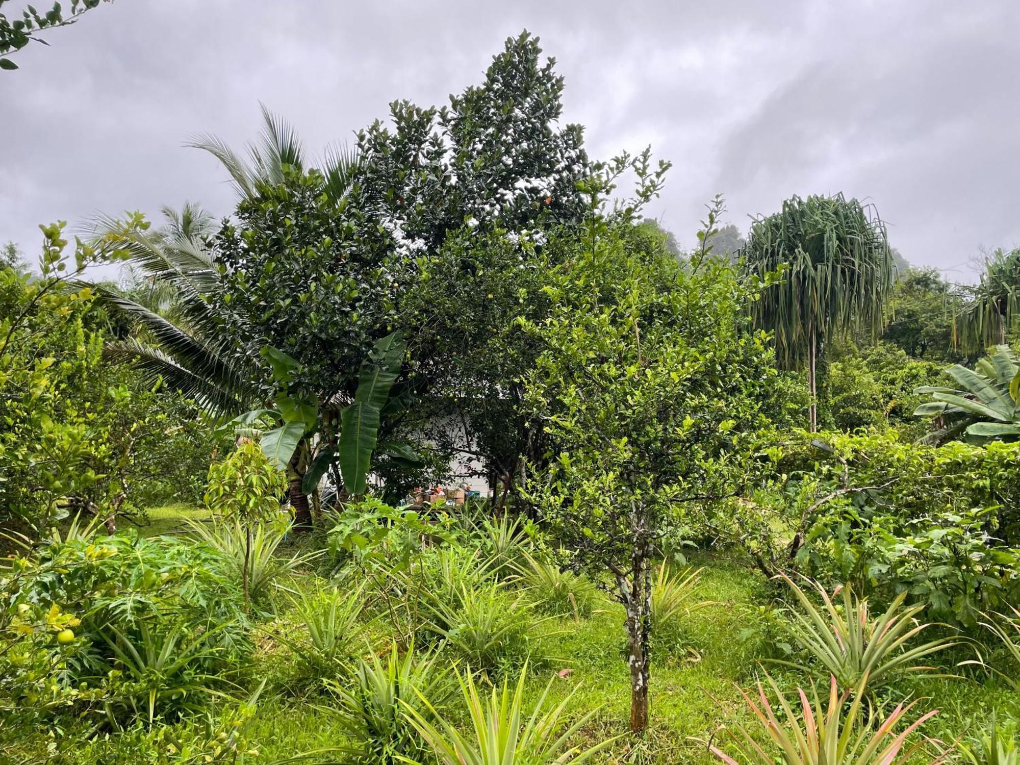 Khaosok Farmstay Khao Sok National Park Экстерьер фото